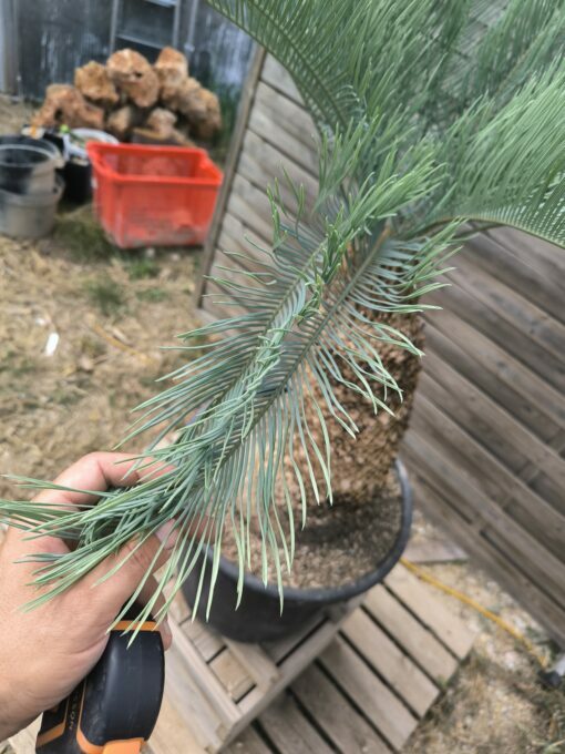 Cycas platyphylla 30cm caudex – Image 7