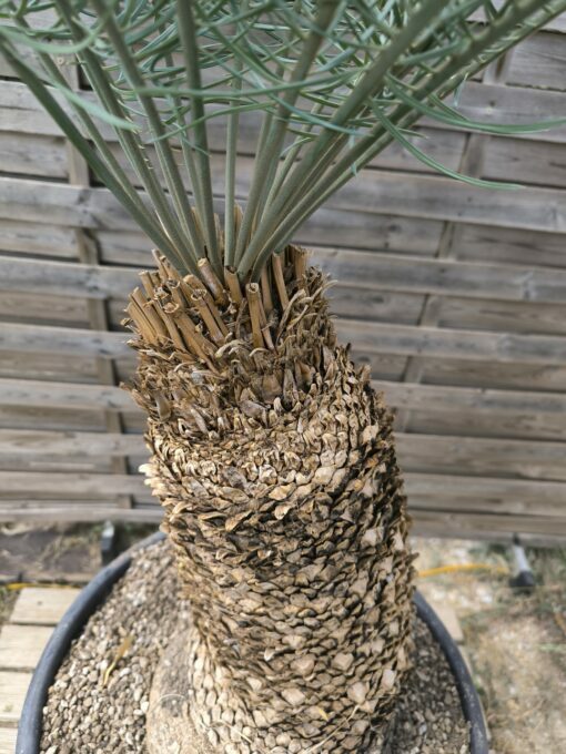 Cycas platyphylla 30cm caudex – Image 4