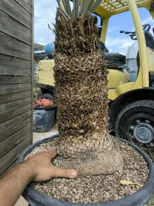 Cycas platyphylla 30cm caudex – Image 5