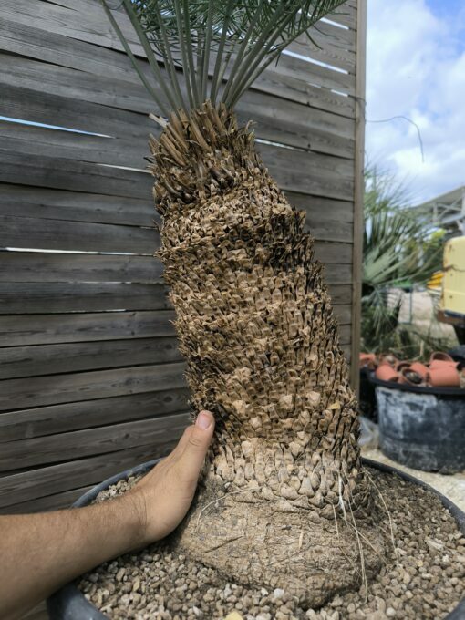 Cycas platyphylla 30cm caudex – Image 6