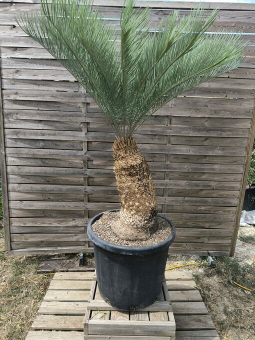 Cycas platyphylla 30cm caudex – Image 2