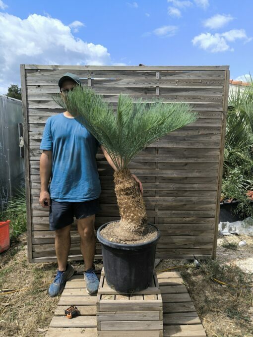 Cycas platyphylla 30cm caudex – Image 3
