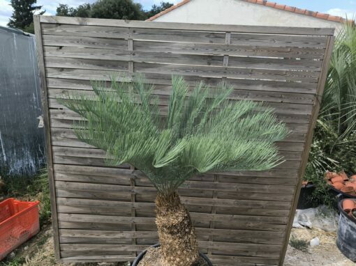 Cycas platyphylla 30cm caudex – Image 19