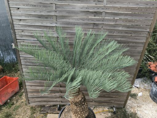 Cycas platyphylla 30cm caudex – Image 18