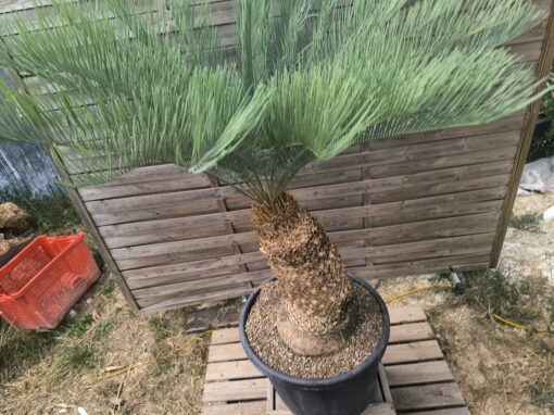 Cycas platyphylla 30cm caudex – Image 20