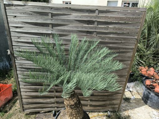 Cycas platyphylla 30cm caudex – Image 16