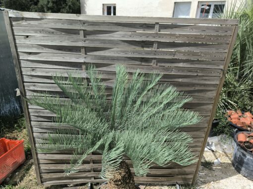 Cycas platyphylla 30cm caudex – Image 17