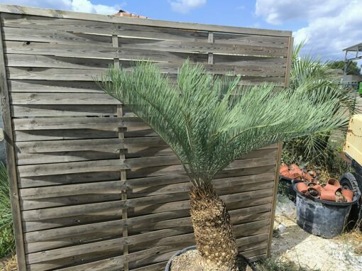 Cycas platyphylla 30cm caudex – Image 14