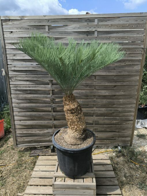 Cycas platyphylla 30cm caudex – Image 15