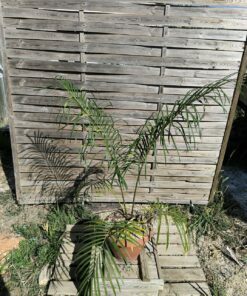 Cycas revoluta x multifrondis Hybrid F1 6-7cm divided leaves