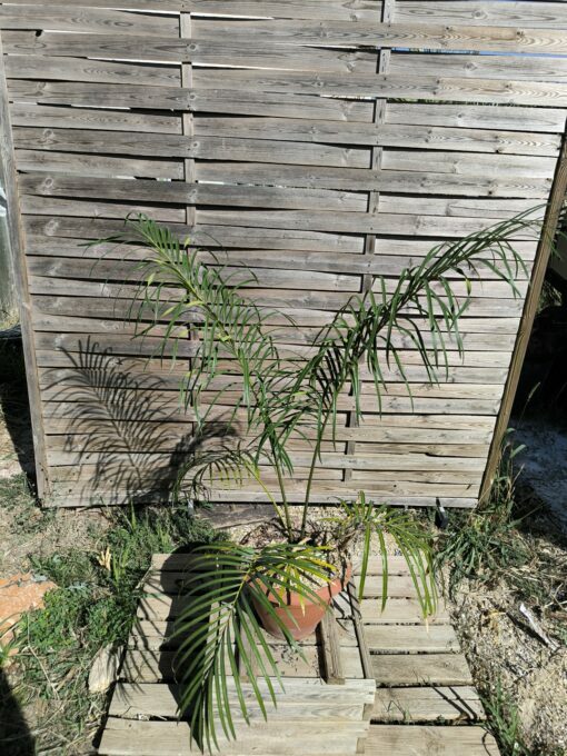 Cycas revoluta x multifrondis Hybrid F1 6-7cm divided leaves