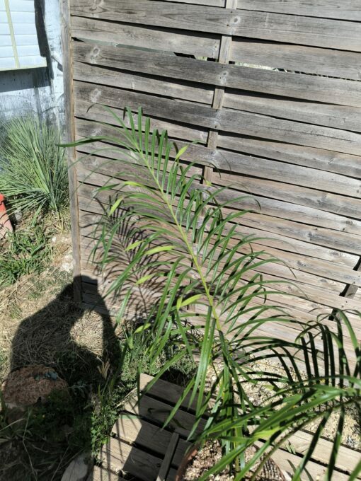 Cycas revoluta x multifrondis Hybrid F1 6-7cm divided leaves - Image 3