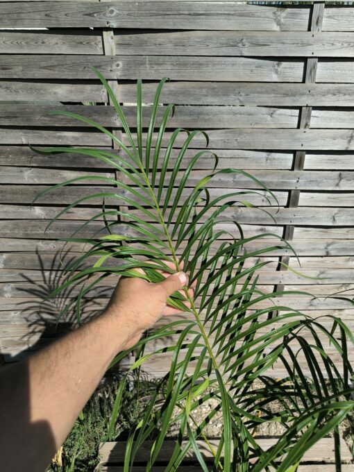 Cycas revoluta x multifrondis Hybrid F1 6-7cm divided leaves - Image 7