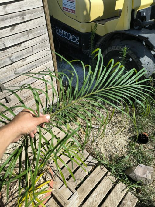 Cycas revoluta x multifrondis Hybrid F1 6-7cm divided leaves - Image 6