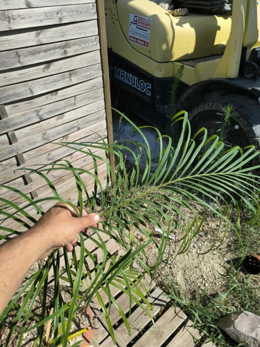 Cycas revoluta x multifrondis Hybrid F1 6-7cm divided leaves - Image 5