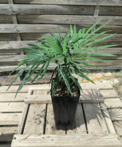Cycas revoluta x sexseminifera 3cm caudex