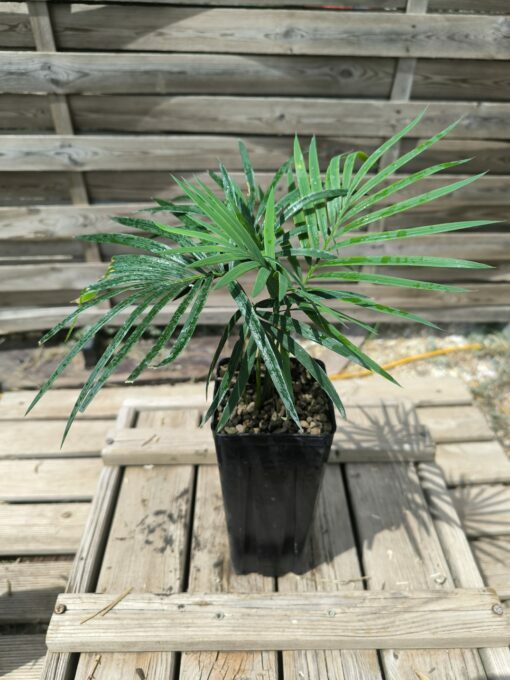 Cycas revoluta x sexseminifera 3cm caudex