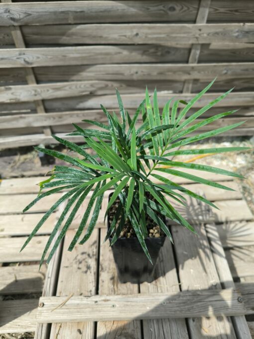 Cycas revoluta x sexseminifera 3cm caudex – Image 4