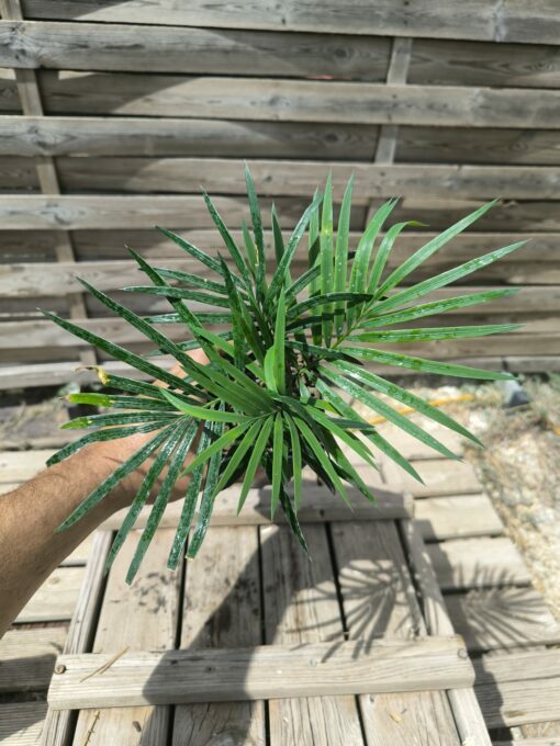 Cycas revoluta x sexseminifera 3cm caudex – Image 6