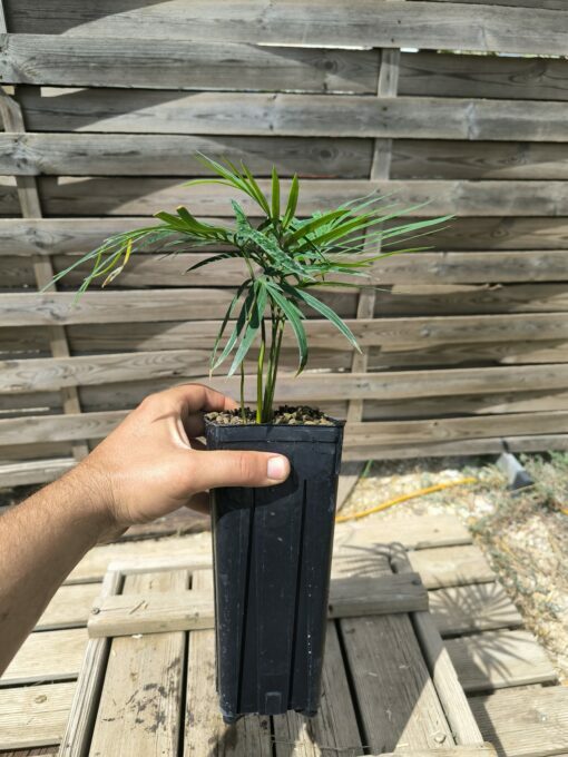 Cycas revoluta x sexseminifera 3cm caudex – Image 5