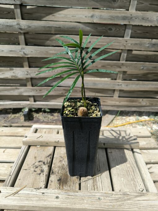 Cycas revoluta x sexseminifera – Image 4