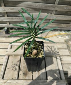 Cycas revoluta x sexseminifera