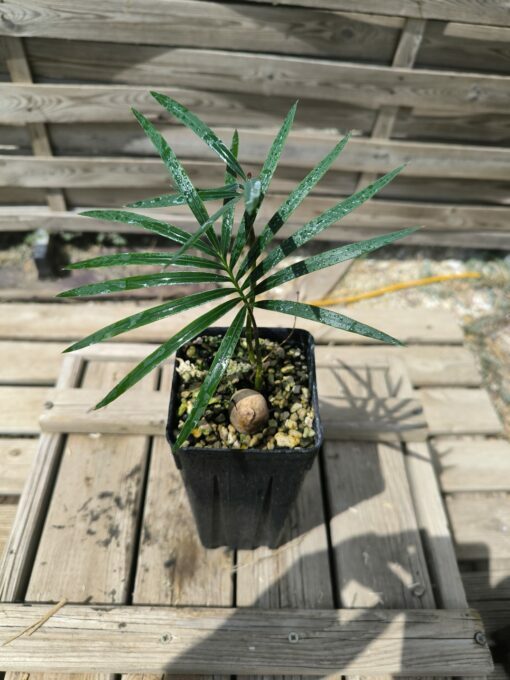 Cycas revoluta x sexseminifera