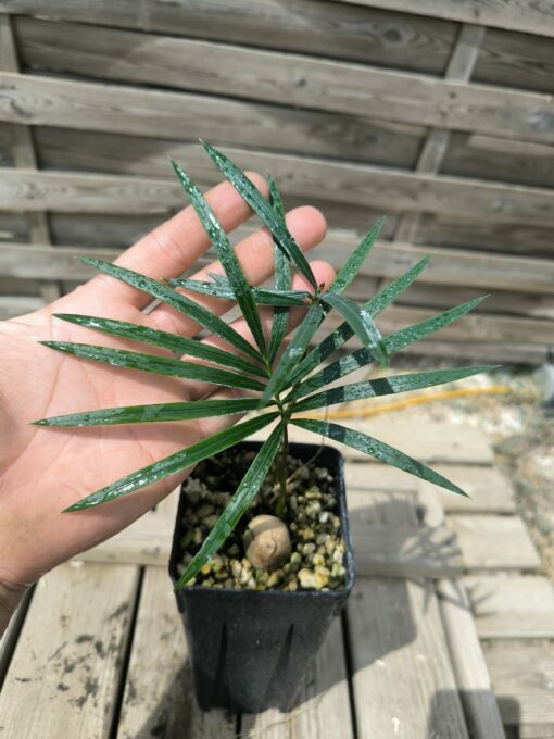 Cycas revoluta x sexseminifera – Image 3