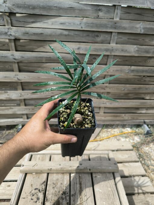 Cycas revoluta x sexseminifera – Image 2