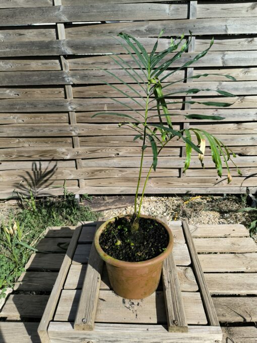 Cycas siamensis "Silver" greffé sur C. revoluta SI0 – Image 3
