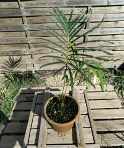 Cycas siamensis "Silver" grafted onto C. revoluta SI0