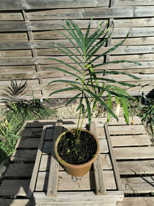 Cycas siamensis "Silver" greffé sur C. revoluta SI0