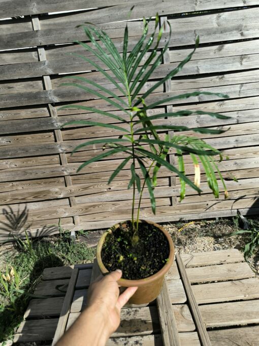 Cycas siamensis "Silver" greffé sur C. revoluta SI0 – Image 6