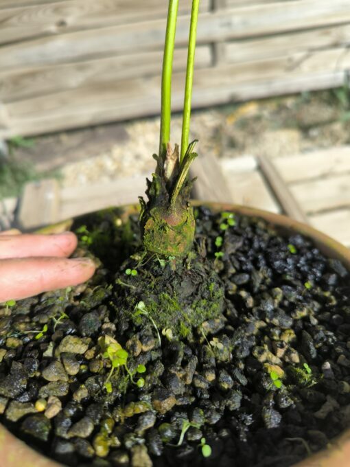 Cycas siamensis "Silver" greffé sur C. revoluta SI0 – Image 5