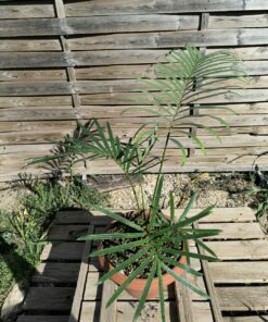 Cycas siamensis "Silver" grafted onto C. revoluta SI1