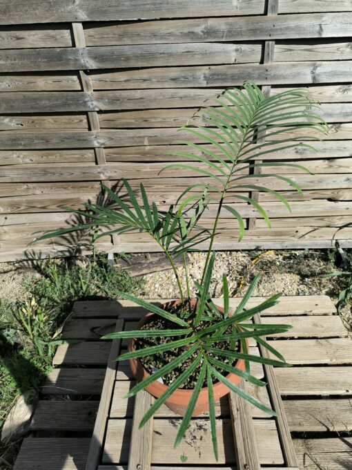 Cycas siamensis "Silver" grafted onto C. revoluta SI1