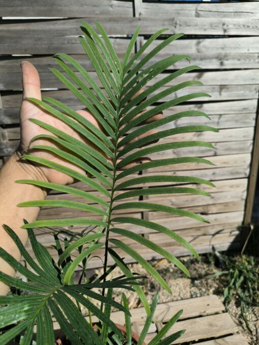 Cycas siamensis "Silver" grafted onto C. revoluta SI1 - Image 3