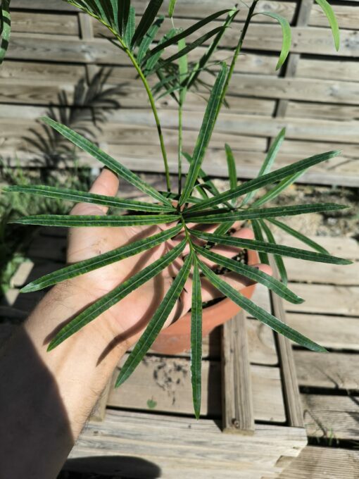 Cycas siamensis "Silver" grafted onto C. revoluta SI1 - Image 8