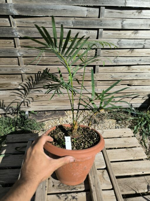 Cycas siamensis "Silver" grafted onto C. revoluta SI1 - Image 7