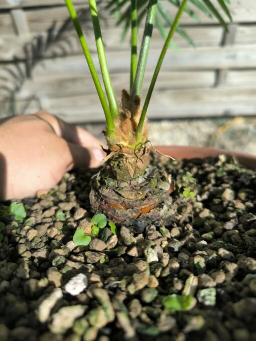 Cycas siamensis "Silver" grafted onto C. revoluta SI1 - Image 6
