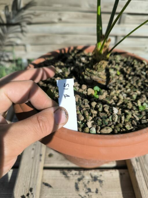 Cycas siamensis "Silver" grafted onto C. revoluta SI1 - Image 5