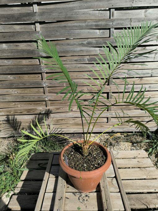 Cycas siamensis "Silver" greffé sur C. revoluta SI2 – Image 3
