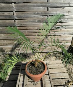 Cycas siamensis "Silver" grafted onto C. revoluta SI2