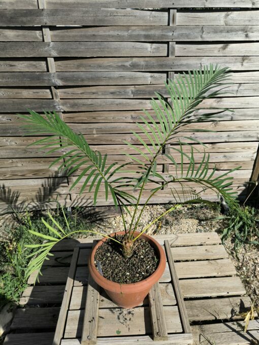Cycas siamensis "Silver" greffé sur C. revoluta SI2