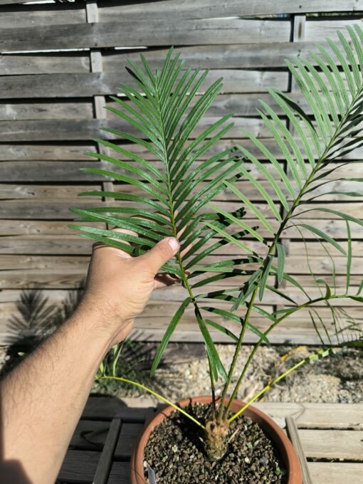 Cycas siamensis "Silver" greffé sur C. revoluta SI2 – Image 4