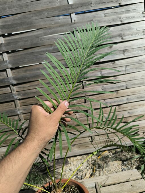 Cycas siamensis "Silver" greffé sur C. revoluta SI2 – Image 5