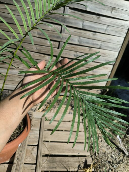 Cycas siamensis "Silver" greffé sur C. revoluta SI2 – Image 6