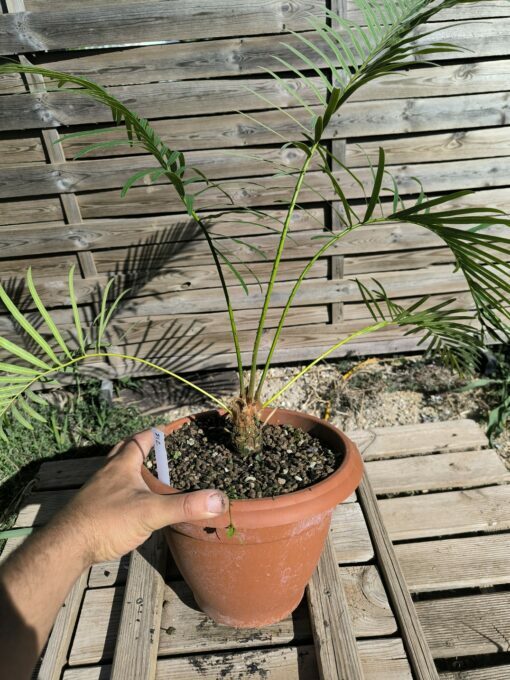 Cycas siamensis "Silver" greffé sur C. revoluta SI2 – Image 7