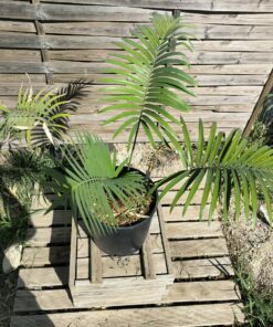Cycas sp. Laos (undescribed species)