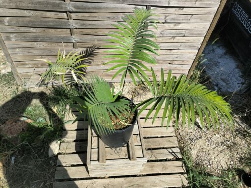 Cycas sp. Laos (espèce non décrite)